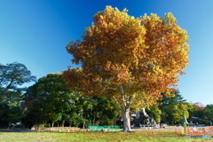 富山城の紅葉2024-1