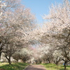 ３月後半でも満開までもう少しな梅１３