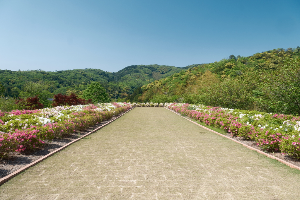 広大な花の郷９