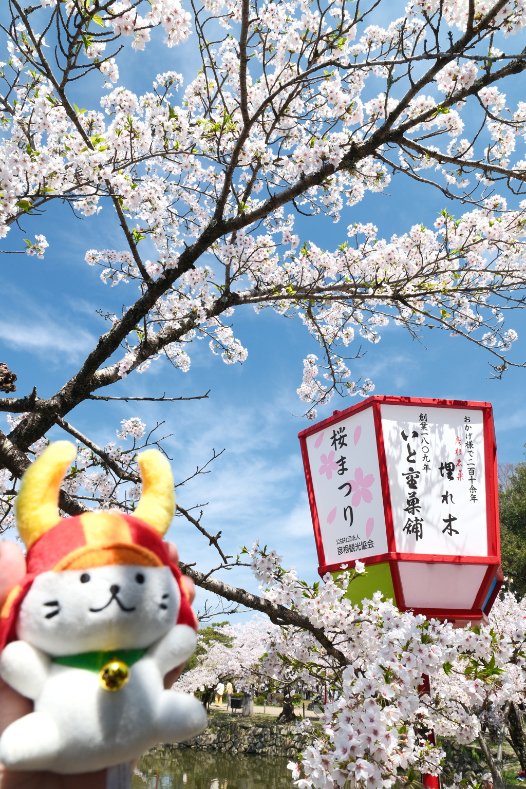 今年の桜の見納めに彦根城２