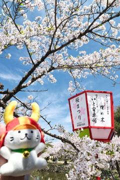 今年の桜の見納めに彦根城２