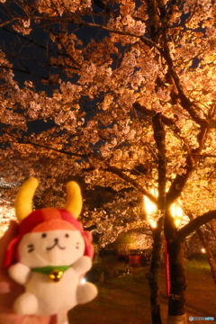 今年の桜の見納めに彦根城周辺の夜桜５