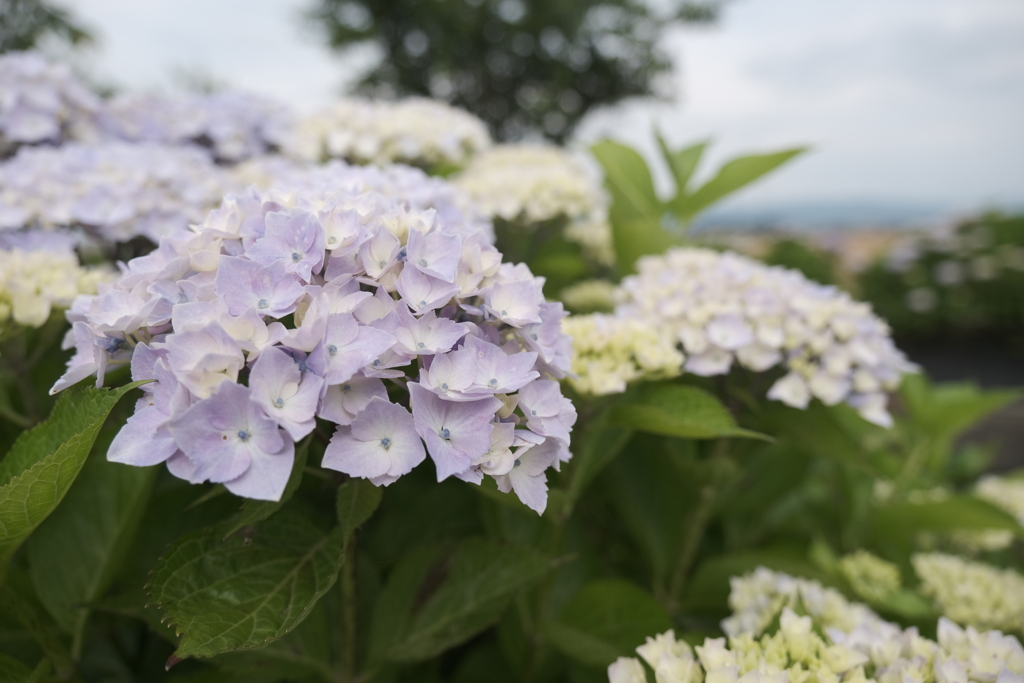 宮荘川の紫陽花８