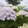 宮荘川の紫陽花８