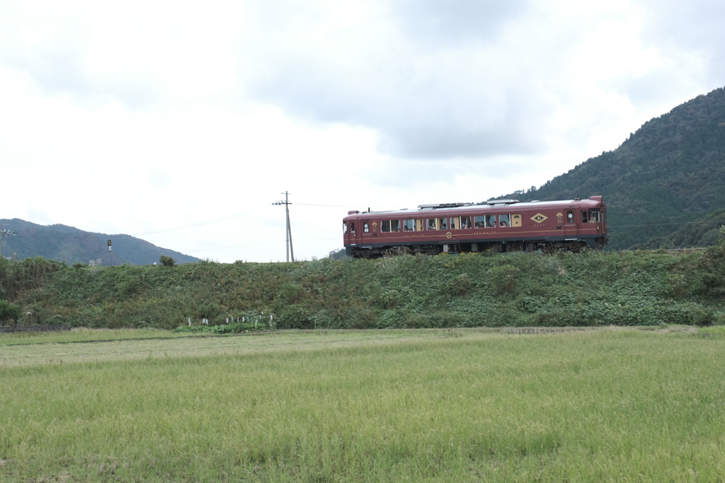 あかまつを追って
