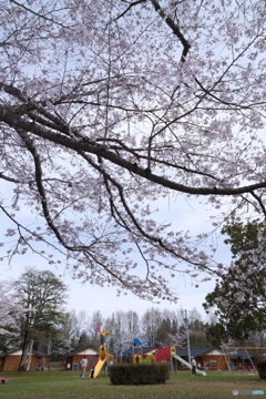 人吉市にて桜巡り１８