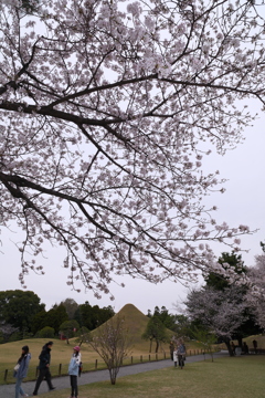 九州で桜を撮りに行くのは初めて１０