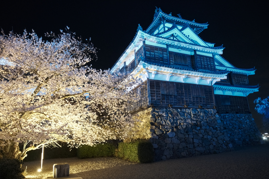今年の桜巡りは詰め込みすぎて、福知山城夜桜４