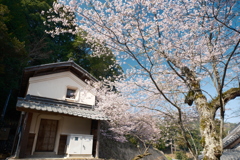 桜の季節で数少ない週末晴れた時５