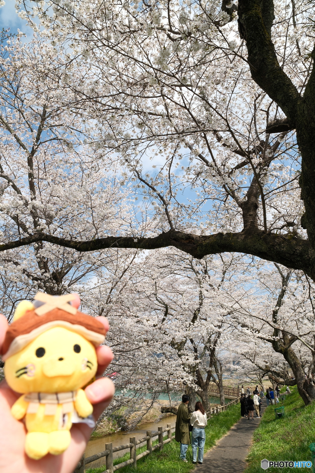 雲南市桜まつり2025　7