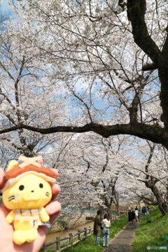 雲南市桜まつり2025　7
