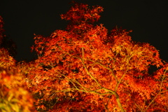 漆黒の夜空と照らされる紅葉in好古園３