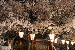 終電迄時間がなかったので大急ぎで撮った夜桜、兼六園と金沢城公園の間４