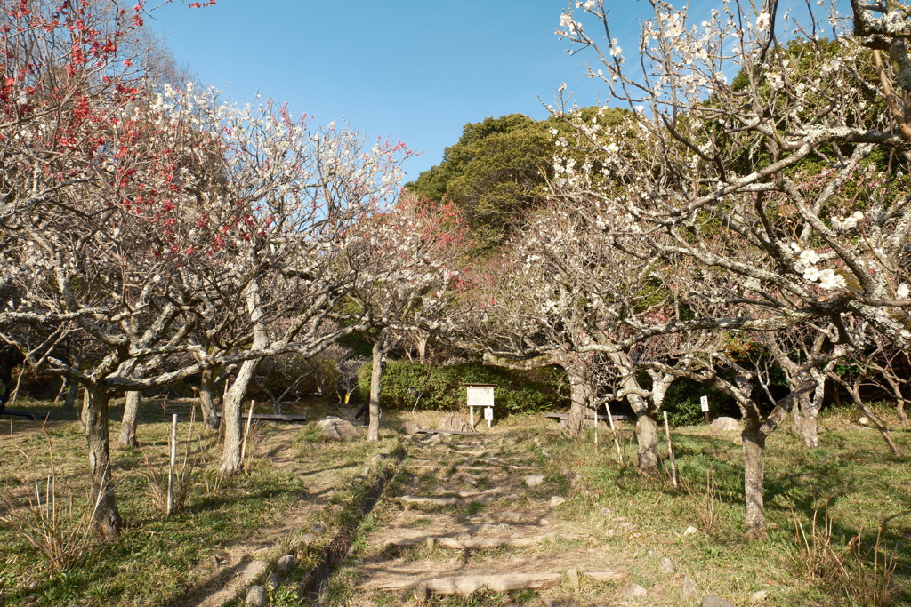 かつて身近だったところも今や遠出、保久良梅林１