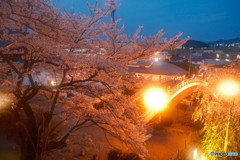 2024福知山城の夜桜２