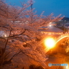 2024福知山城の夜桜２
