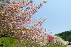 桜が終わっても見れた花見８