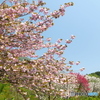 桜が終わっても見れた花見８