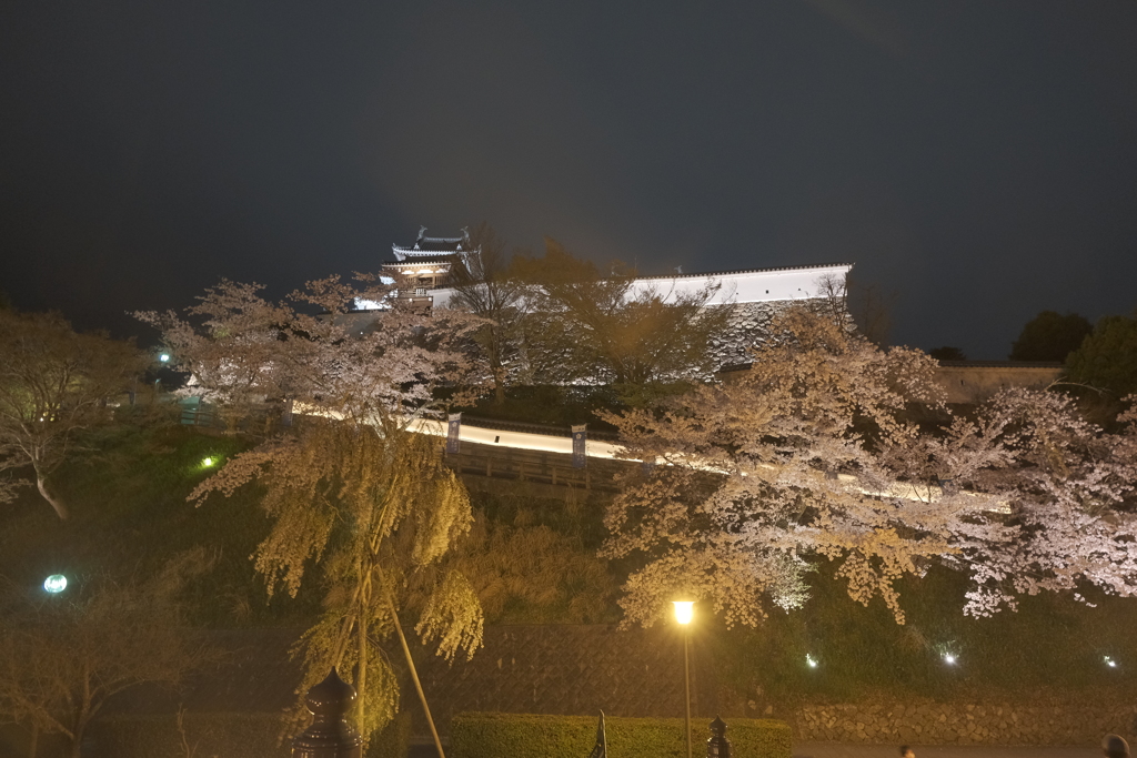 福知山城の夜桜３