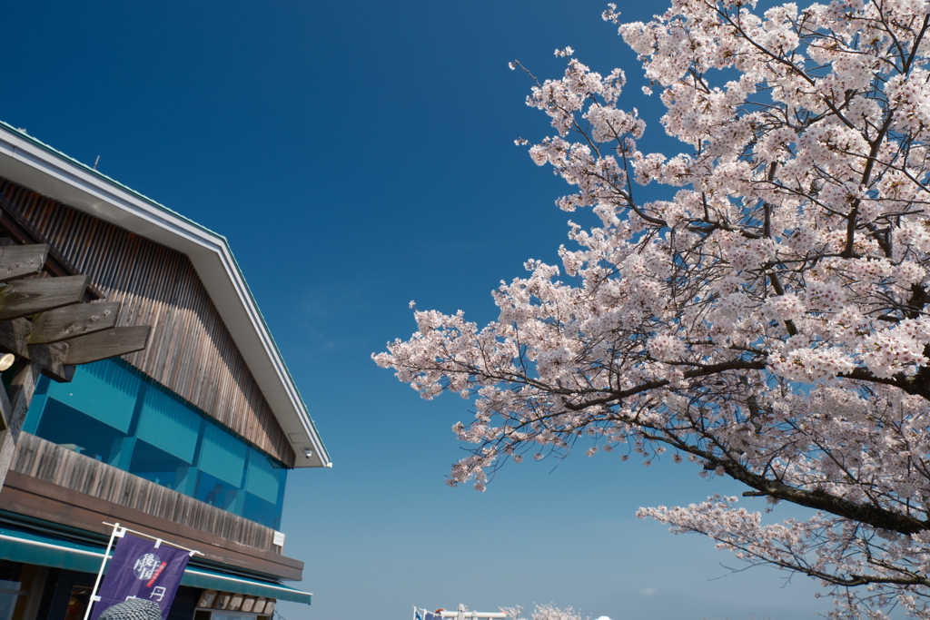 黄砂で霞んだが快晴の桜１０