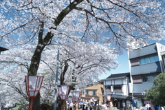 快晴の桜日和、金沢城公園、兼六園の間３