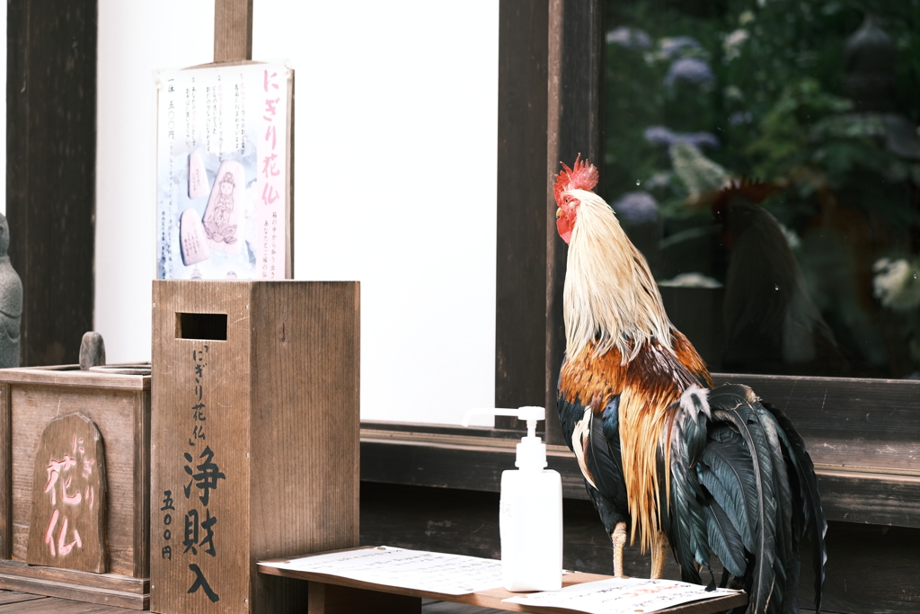 いがいと鶏に夢中２