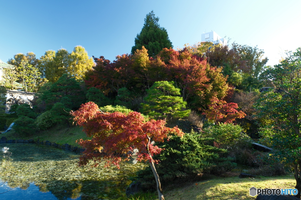 富山城の紅葉2024-4
