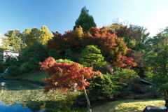 富山城の紅葉2024-4