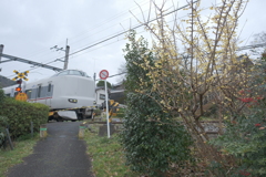 蝋梅と特急きのさき