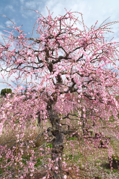 今年やっと見れた梅の花６