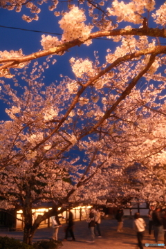 松江城の夜桜３