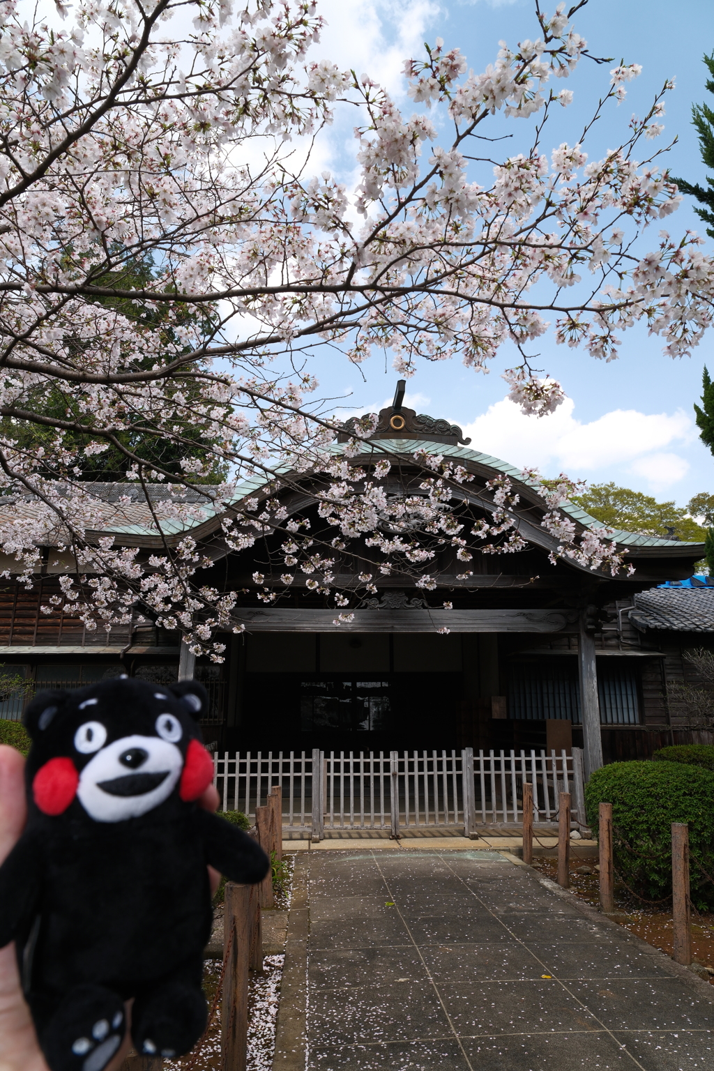 九州で桜を撮りに行くのは初めて１１