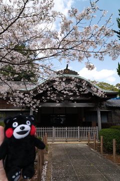 九州で桜を撮りに行くのは初めて１１