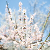 ３月後半でも満開までもう少しな梅１１