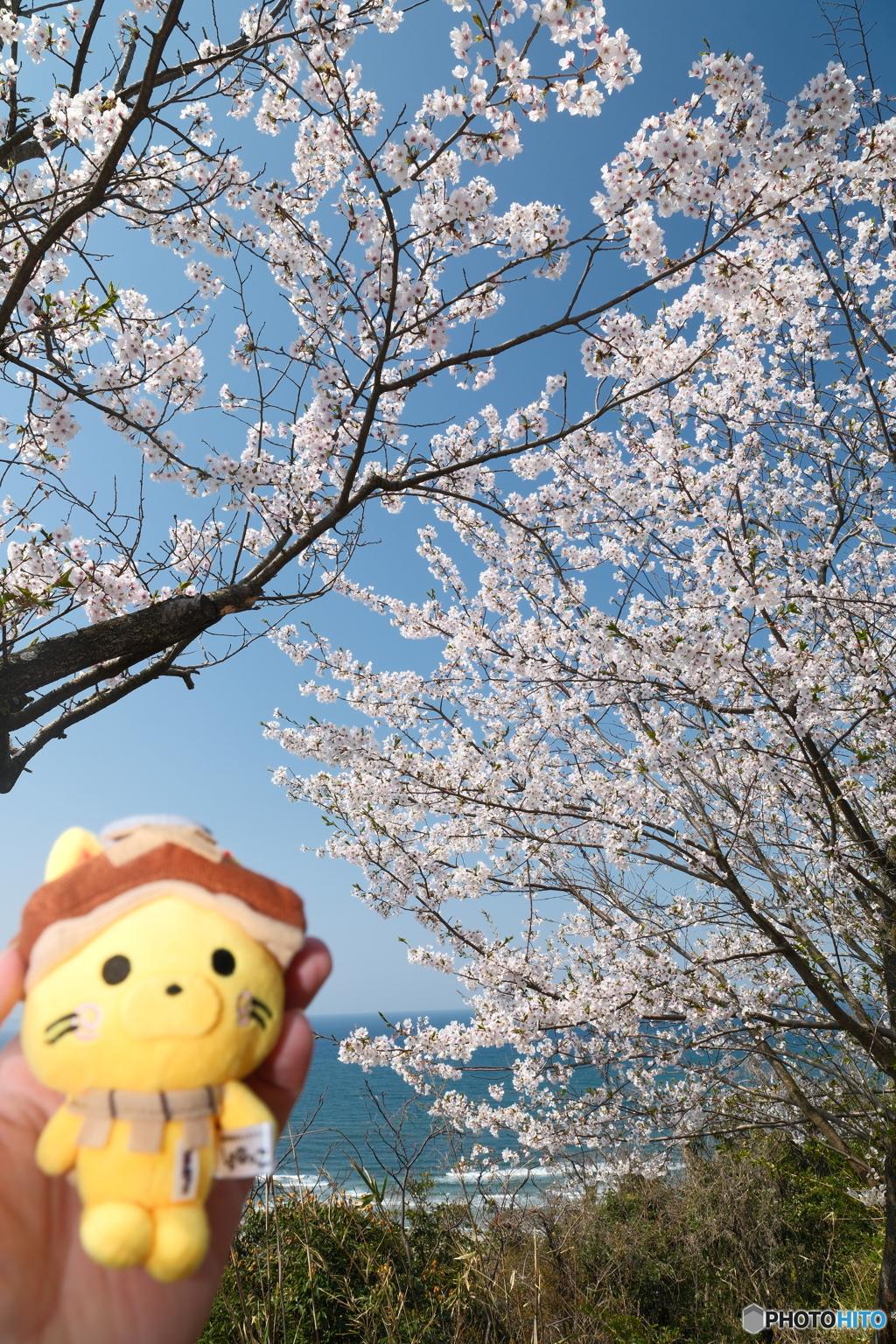 島根県桜巡りの最終日は快晴９