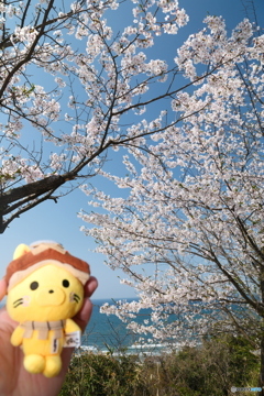 島根県桜巡りの最終日は快晴９