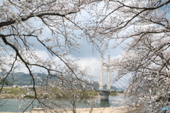 雲南市桜まつり2025　9