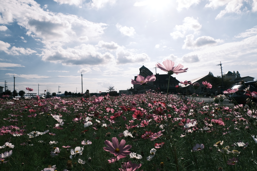 あいとうマーガレットステーションの秋桜７