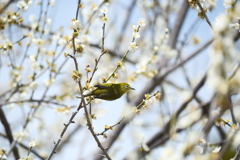 今年やっと見れた梅の花１４