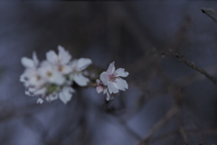 日没後の二度咲き桜
