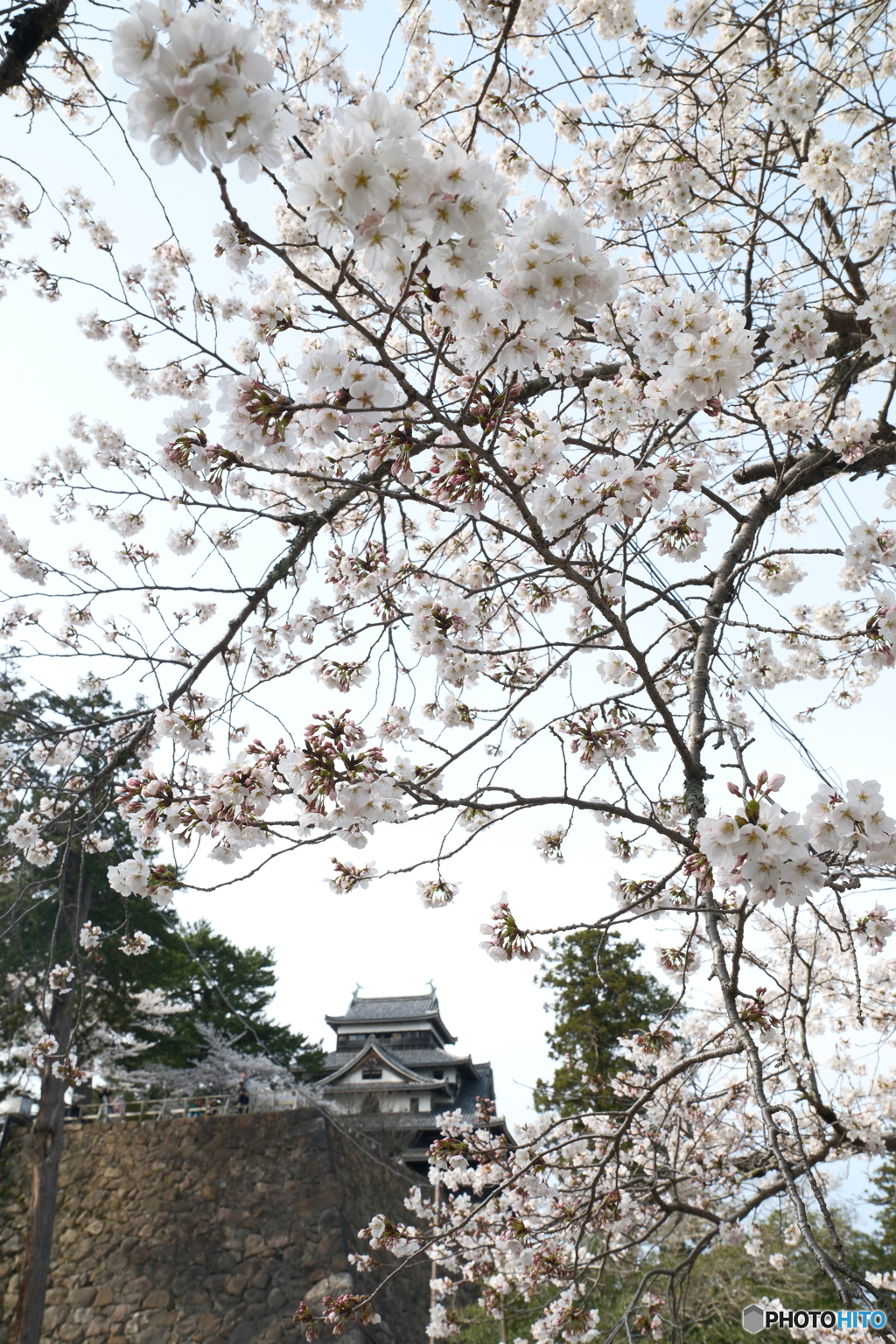 松江城の桜巡り２