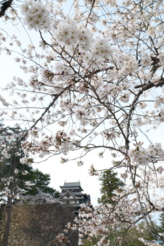 松江城の桜巡り２