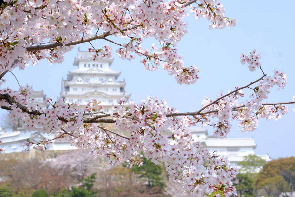 桜は満開、花見客は満杯３