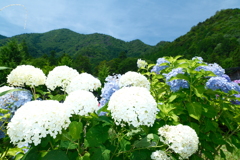 若狭瓜割名水公園にて８