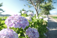 晴れた日の宮荘川の紫陽花８