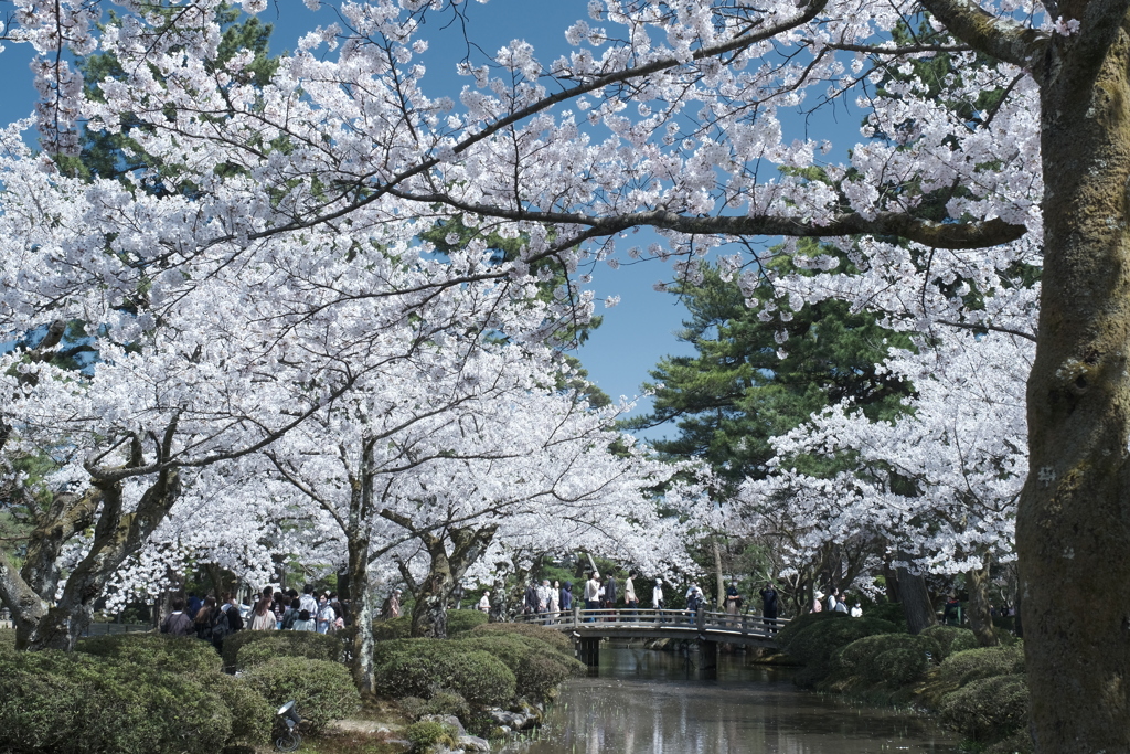 快晴の桜日和、兼六園にて１