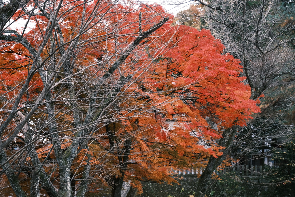 飛騨高山の紅葉巡り１７