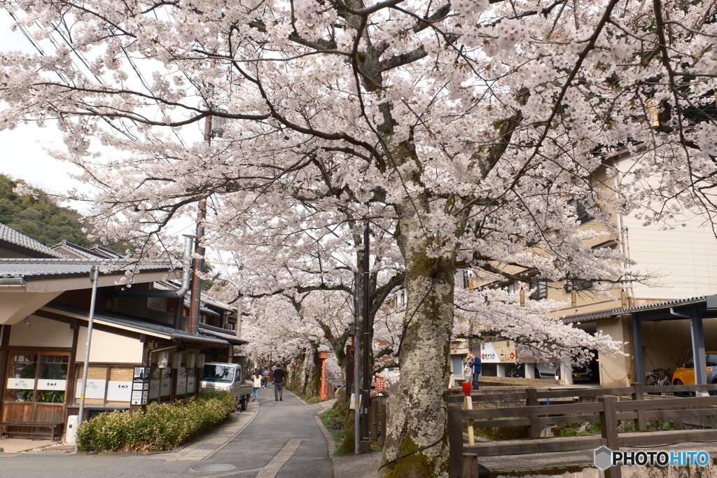 2024年城崎温泉街の桜１