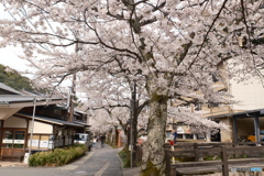 2024年城崎温泉街の桜１