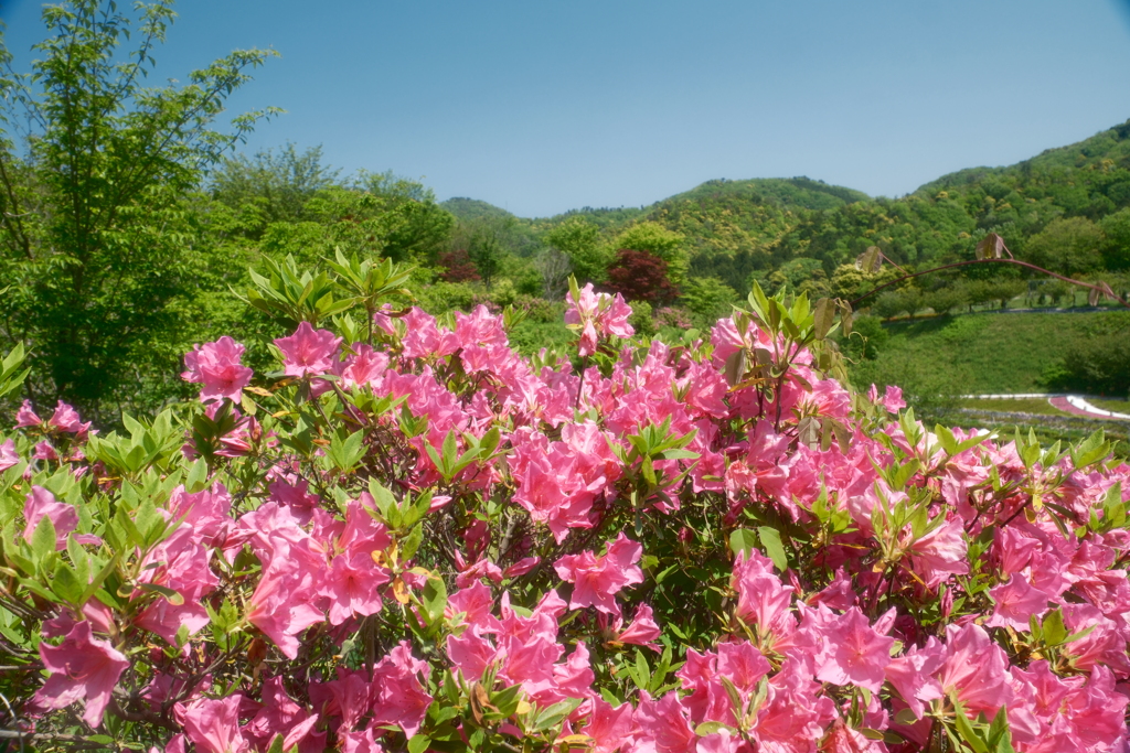 広大な花の郷３